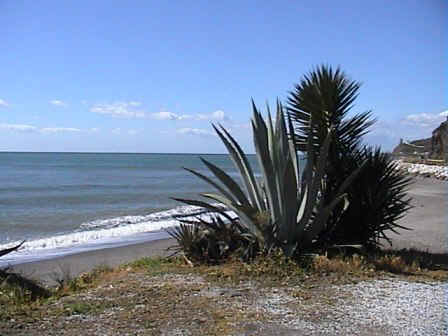 CactusStrandKlein.jpg (40902 bytes)